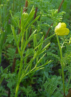 Corn Buttercup