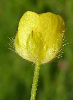 Corn Buttercup