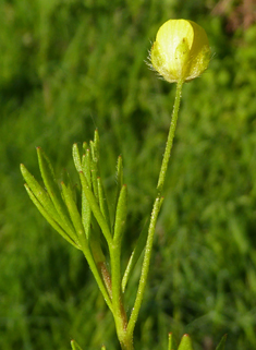 Corn Buttercup