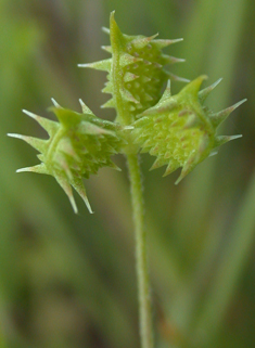 Corn Buttercup