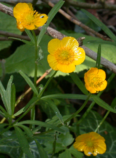 Goldilocks Buttercup