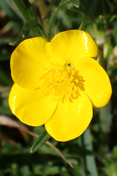 Bulbous Buttercup