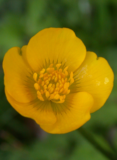 Creeping Buttercup