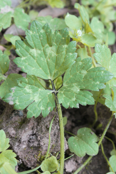 Creeping Buttercup