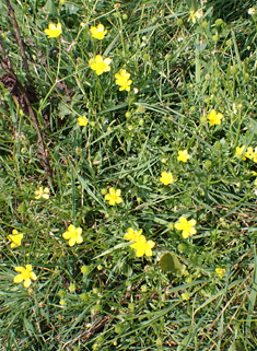 Hairy Buttercup