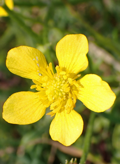 Hairy Buttercup