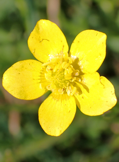 Hairy Buttercup