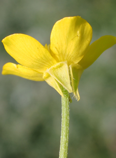 Hairy Buttercup