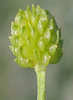 Hairy Buttercup