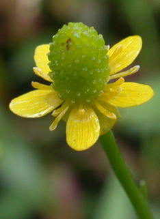 Celery-leaved Buttercup