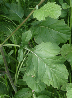 Bastard Cabbage