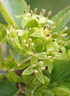 European Buckthorn