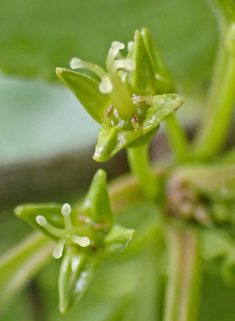 European Buckthorn