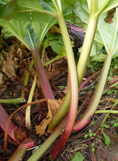 Culinary Rhubarb