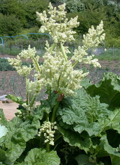 Culinary Rhubarb