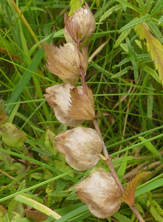 Lesser Yellow Rattle