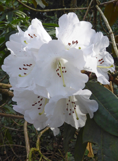 Tree Rhododendron