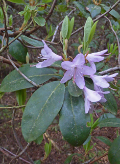 Cuneate Rhododendron