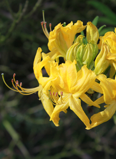 Yellow Azalea