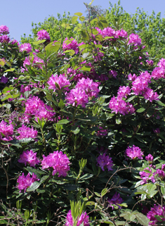 European Rhododendron