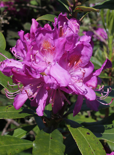European Rhododendron