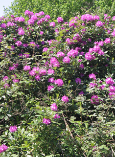 European Rhododendron