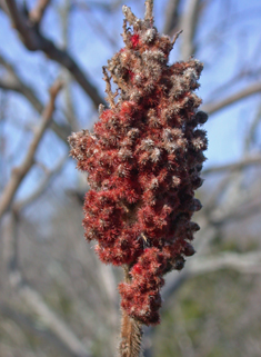 Stag's-horn Sumac