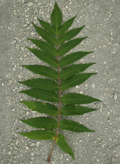 Stag's-horn Sumac