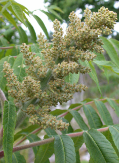 Stag's-horn Sumac