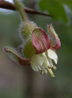 Common Gooseberry