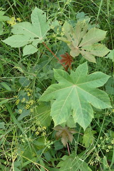 Castor-oil-plant