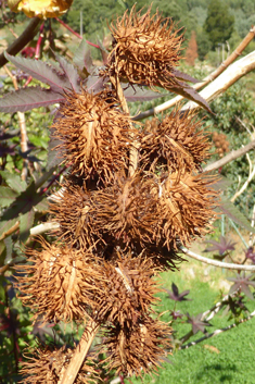 Castor-oil-plant