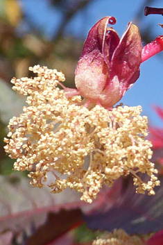 Castor-oil-plant