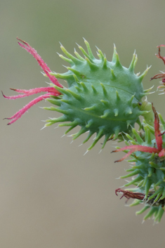 Castor-oil-plant