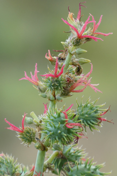 Castor-oil-plant