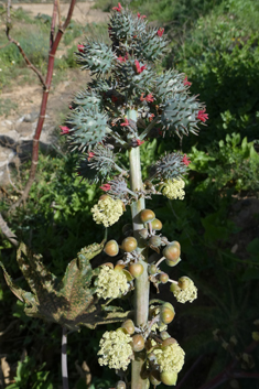 Castor-oil-plant