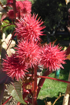 Castor-oil-plant