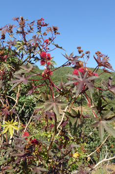 Castor-oil-plant