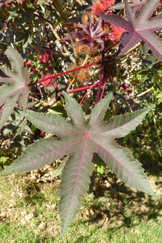 Castor-oil-plant