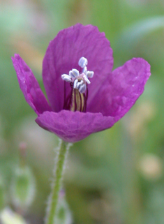 Violet Horned Poppy