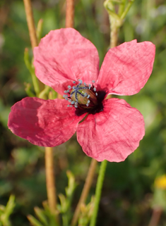 Rough Poppy