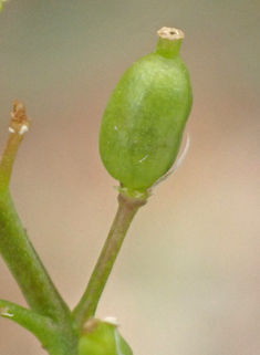 Marsh Yellow-cress