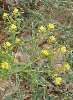 Marsh Yellow-cress