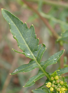 Marsh Yellow-cress