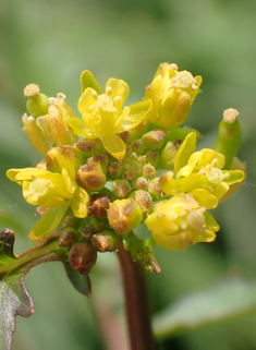 Marsh Yellow-cress