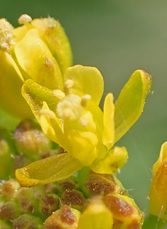 Marsh Yellow-cress