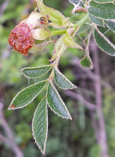 Small-leaved Sweet-briar