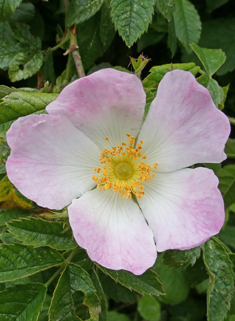 Hairy Dog Rose