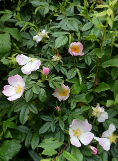 Hairy Dog Rose