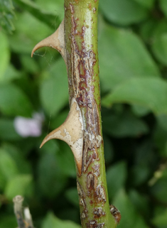 Hairy Dog Rose